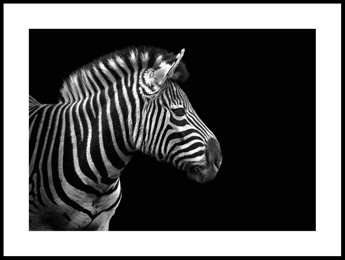 Schrijf een brief Berouw Persona Zebra In Zwart En Wit Poster - Posterton