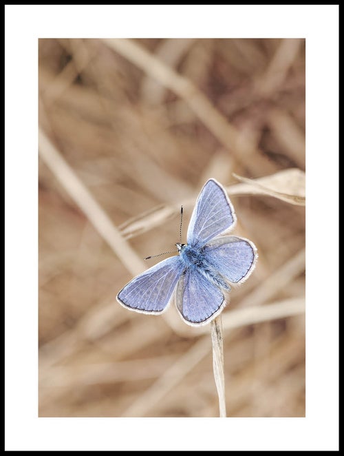 Blauwe Vlinder Poster -